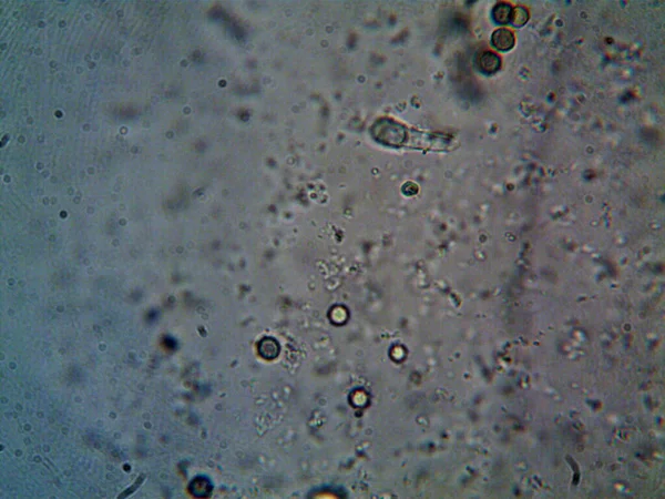 현미경으로 그대로 의것들 — 스톡 사진