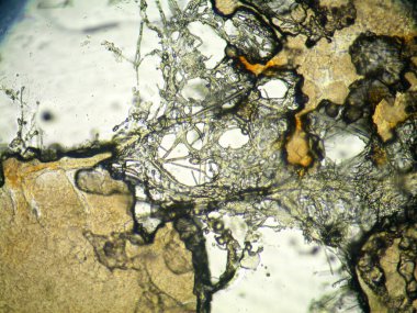 Mikroskopla görülen doğal şeyler.