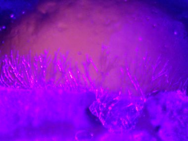 Mikroskopla görülen doğal şeyler.