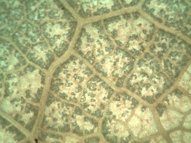 Mikroskopla görülen doğal şeyler.