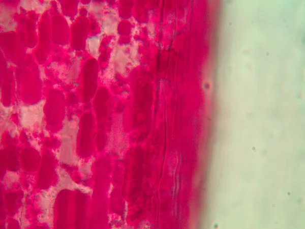 Природные Явления Микроскопом — стоковое фото