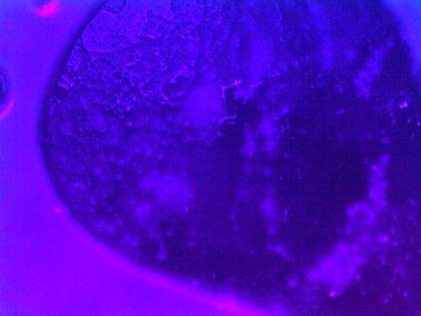 Mikroskopla görülen doğal şeyler.