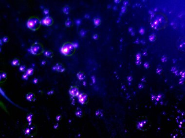 BHO 'nun fotoğrafı, ama kendinden yapılmış haşhaş yağı. Fotoğraf: mikroskop, serval efektli.