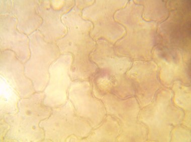 Mikroskopla görülen doğal şeyler.