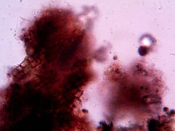 Мікроскоп Люк Фото Аматорське — стокове фото