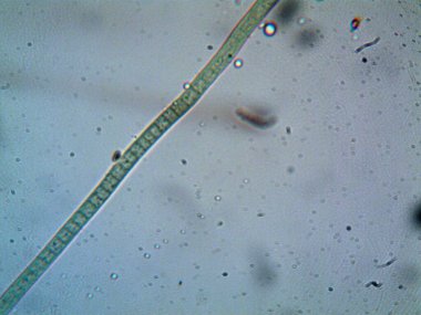 Mikroskop levenhuk fotoğrafı, amatör.