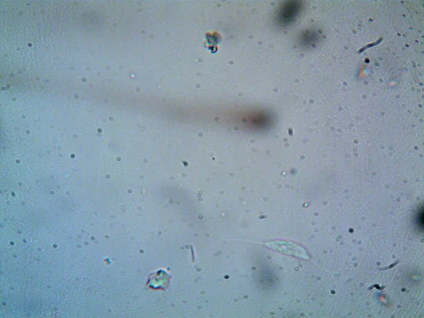 Microscopio Levenhuk Foto Amatoriale — Foto Stock