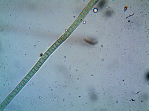 Microscopio Levenhuk Foto Amateur —  Fotos de Stock