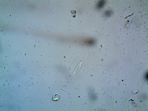 Microscopio Levenhuk Foto Amateur —  Fotos de Stock