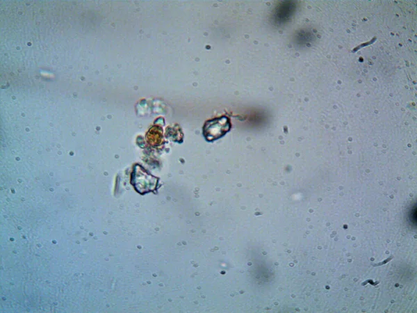 Mikroskop Levenhuk Foto Amatör — Stockfoto