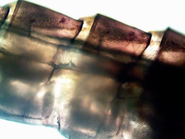 Mikroskop levenhuk fotoğrafı, amatör.