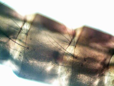 Mikroskop levenhuk fotoğrafı, amatör.