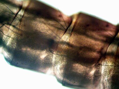 Mikroskop levenhuk fotoğrafı, amatör.