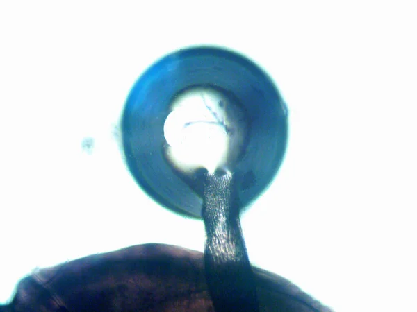 Microscope Levenhuk Photo Amateur — Stock Photo, Image