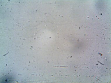 Mikroskop levenhuk fotoğrafı, amatör.