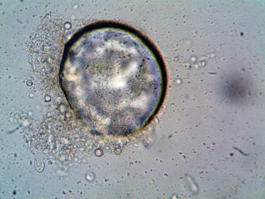 Mikroskop levenhuk fotoğrafı, amatör.