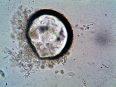 Mikroskop levenhuk fotoğrafı, amatör.