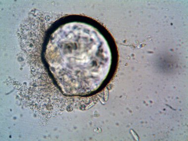 Mikroskop levenhuk fotoğrafı, amatör.