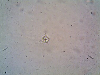 Mikroskop levenhuk fotoğrafı, amatör.