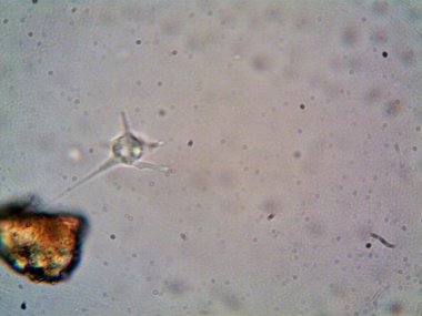 Mikroskop levenhuk fotoğrafı, amatör.