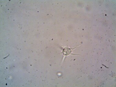 Mikroskop levenhuk fotoğrafı, amatör.