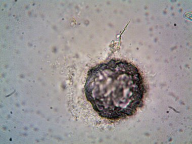 Mikroskop levenhuk fotoğrafı, amatör.