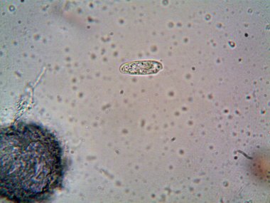 Mikroskop levenhuk fotoğrafı, amatör.