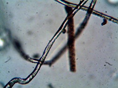 Mikroskop levenhuk fotoğrafı, amatör.