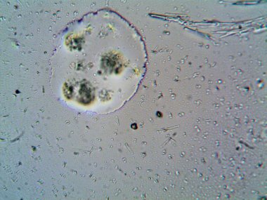 Mikroskop levenhuk fotoğrafı, amatör.