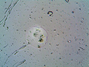 Mikroskop levenhuk fotoğrafı, amatör.