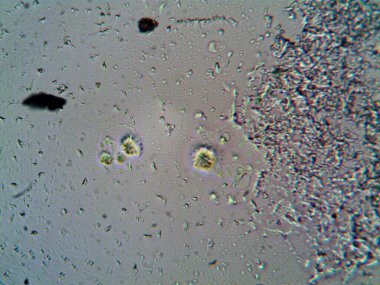 Mikroskop levenhuk fotoğrafı, amatör.