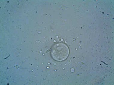 Mikroskop levenhuk fotoğrafı, amatör.