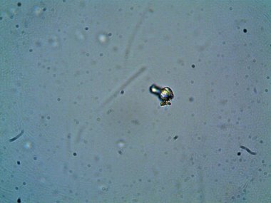 Mikroskop levenhuk fotoğrafı, amatör.