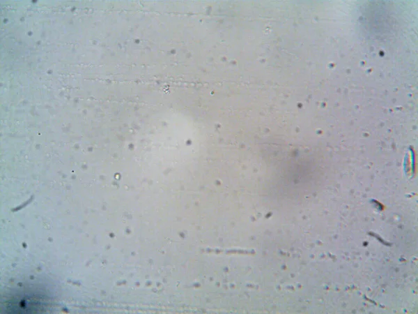 Mikroskop Levenhuk Foto Amateur — Stockfoto