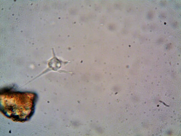 Microscópio Levenhuk Foto Amador — Fotografia de Stock