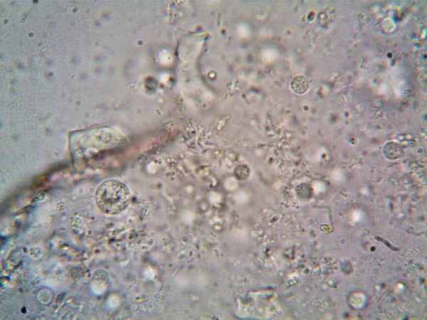 Microscopio Levenhuk Foto Amateur —  Fotos de Stock