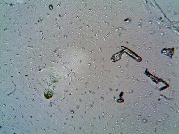 Microscope Levenhuk Photo Amateur — Stock Photo, Image