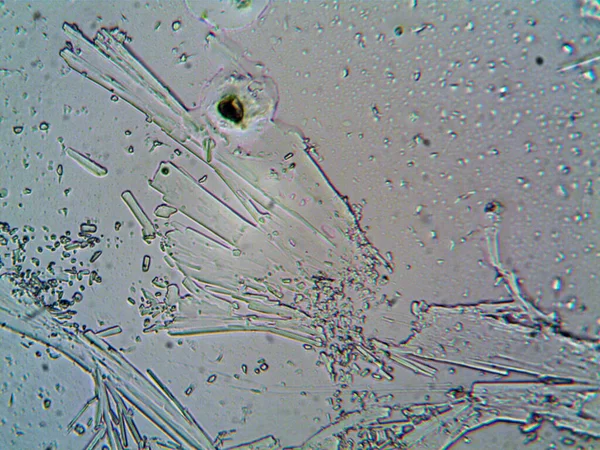 Microscopio Levenhuk Foto Amateur —  Fotos de Stock