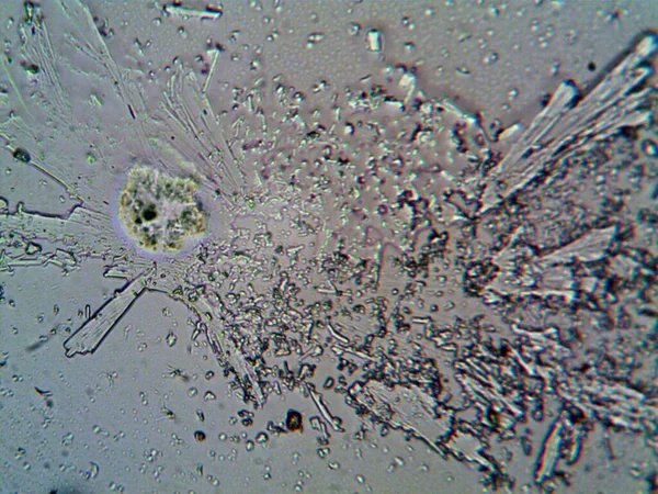 Microscope Levenhuk Photo Amateur — Stock Photo, Image