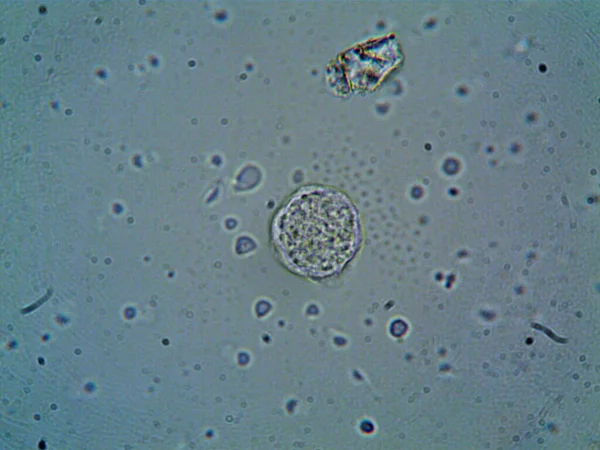 Mikroskop Levenhuk Fotoğrafı Amatör — Stok fotoğraf