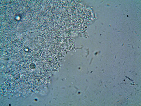 Mikroskop Levenhuk Fotoğrafı Amatör — Stok fotoğraf