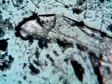 Mikroskop levenhuk fotoğrafı, amatör.