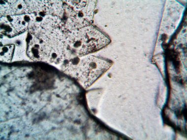 Mikroskop levenhuk fotoğrafı, amatör.