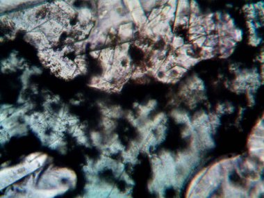 Mikroskop levenhuk fotoğrafı, amatör.