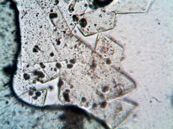 Microscopio Levenhuk Foto Amateur —  Fotos de Stock