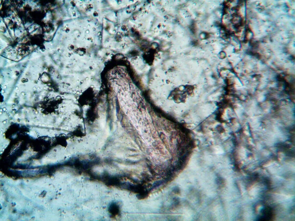 Mikroskop levenhuk fotoğrafı, amatör.