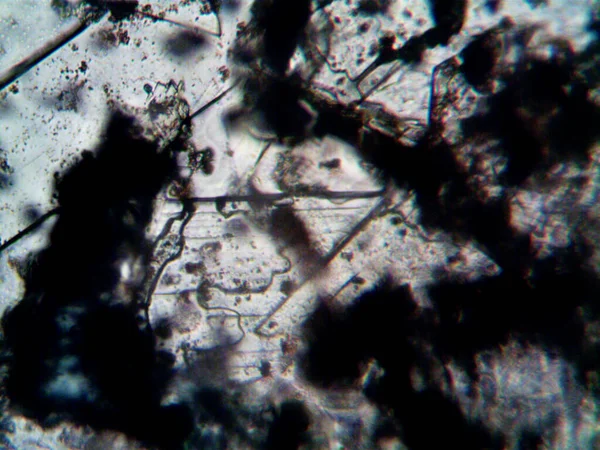 Мікроскоп Люк Фото Аматорське — стокове фото