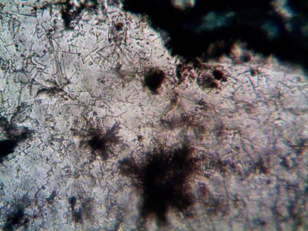 Microscopio Levenhuk Foto Amateur — Foto de Stock