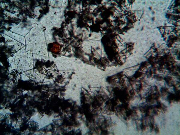 顕微鏡レベンフク写真アマチュア — ストック写真