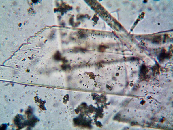 Microscopio Levenhuk Foto Amatoriale — Foto Stock
